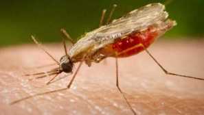 Малари комар характеристики на живота и развитието, храната, местообитанието, враговете, опасността за човека